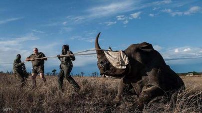 فيل يهاجم رجلا حاول اصطياد وحيد قرن