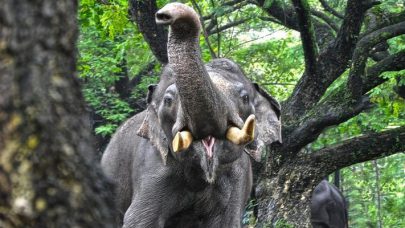 فيلة تقتل قرويَّيْن بعد هروبها من محمية طبيعية