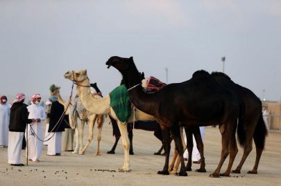 مشاركة واسعة في أشواط الثنايا المجاهيم بمزاينة الإبل