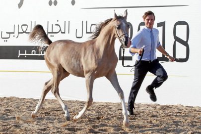 نادي العين للفروسية يستضيف بطولة الإمارات لمربّي الخيول غداً