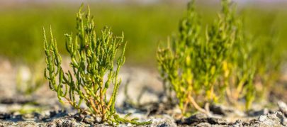 بحث: “السكاليا بيغوليفي” نبات ملحي محلي ينتج وقوداً حيوياً عالي الجودة