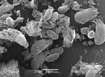 دراسة: 1 من بين كل 5 أشخاص تفاجؤوا باكتشاف أن الفيروسات قد تكون موجودة في الغبار المنزلي