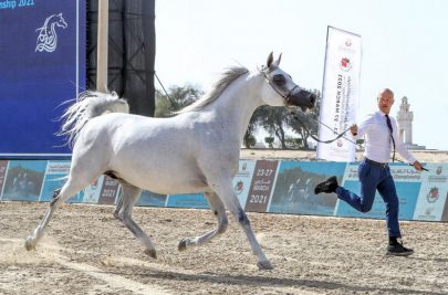 “معجب عذبه” يحقق أعلى معدل في رابع أيام بطولة الظفرة للخيول العربية