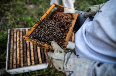وعاء يؤكد استخدام العسل في إفريقيا منذ 3500 عام