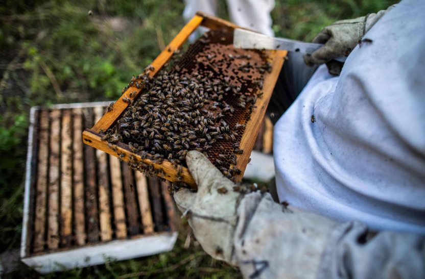 نبي علم الآثار اللجنة  وعاء يؤكد استخدام العسل في إفريقيا منذ 3500 عام ‹ جريدة الوطن