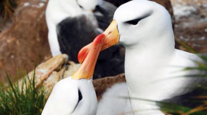 تقنيات الذكاء الصناعي تراقب مستعمرات الطيور في جزر فوكلاند