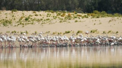 أبوظبي تطلق بوابة إلكترونية لتقدير أعداد الطيور المائية في العالم