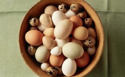 اختراق علمي يلقي الضوء على كيفية تطور البيض