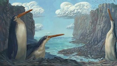 اكتشاف أحافير لطيور البطريق العملاقة في نيوزيلندا
