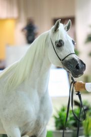 منافسات مثيرة في بطولة الإمارات لجمال الخيول