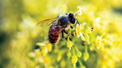 النحل يؤدي رقصات تعبيرية لاجتذاب المستعمرة إلى مناطق الطعام
