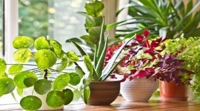 قواعد أساسية للحفاظ على النباتات المنزلية في الشتاء