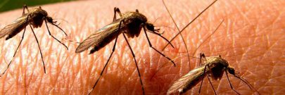 اكتشاف هام قد يوقف انتشار الملاريا عبر خداع البعوض