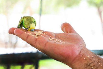 تجربة إطعام العصافير في حديقة الحيوانات بالعين