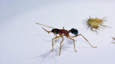 بروتين يحافظ على الحدود الاجتماعية في مستعمرات النمل