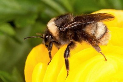 النحل يستبدل رحيق الزهور باللحوم الفاسدة في كوستاريكا