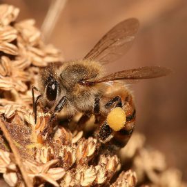 حل لغز هضم اللحوم لدى “النحل الشوكي”