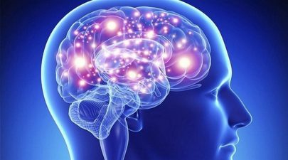 دراسة تكشف كيف ينظم المخ البشري المعلومات الدلالية