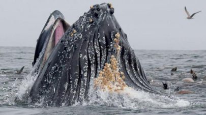 «باب قلاب» يحمي الحوت الزعنفي من الاختناق خلال الأكل