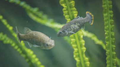 عودة سمكة «الديك الصغير» بعد عقدين من الانقراض