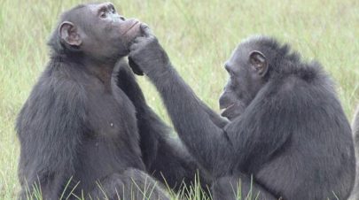 الشمبانزي يعالج جروح أقرانه باستخدام الحشرات المطحونة