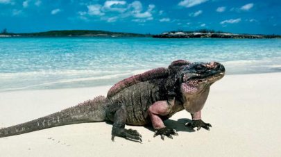 عنب السياح يرفع مستوى السكر في دم الإغوانا على شواطئ جزر الباهاما