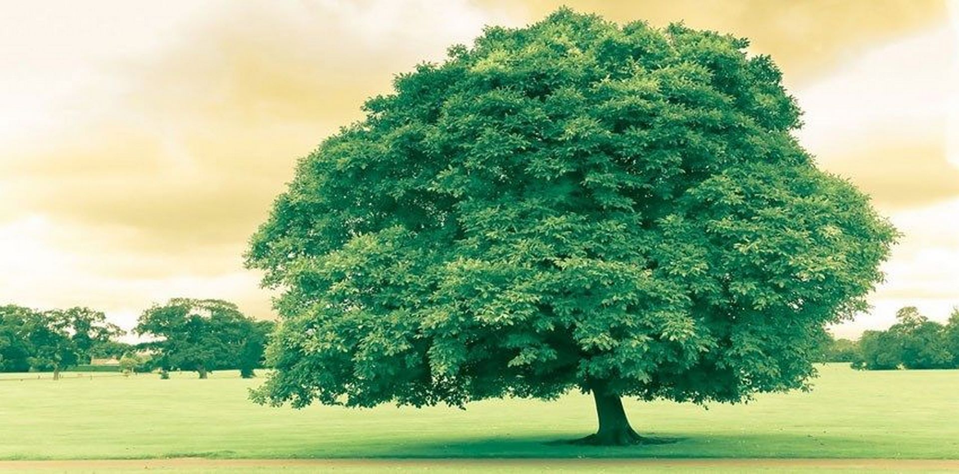 ما الذي نجهله عن نمو الأشجار في ظل التغيرات المناخية؟