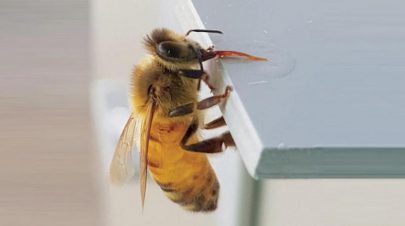 نحل العسل يمكنه التمييز بين الأرقام الفردية والزوجية