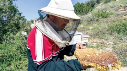 «خلايا ذكية» تساعد على إنقاذ النحل في تونس