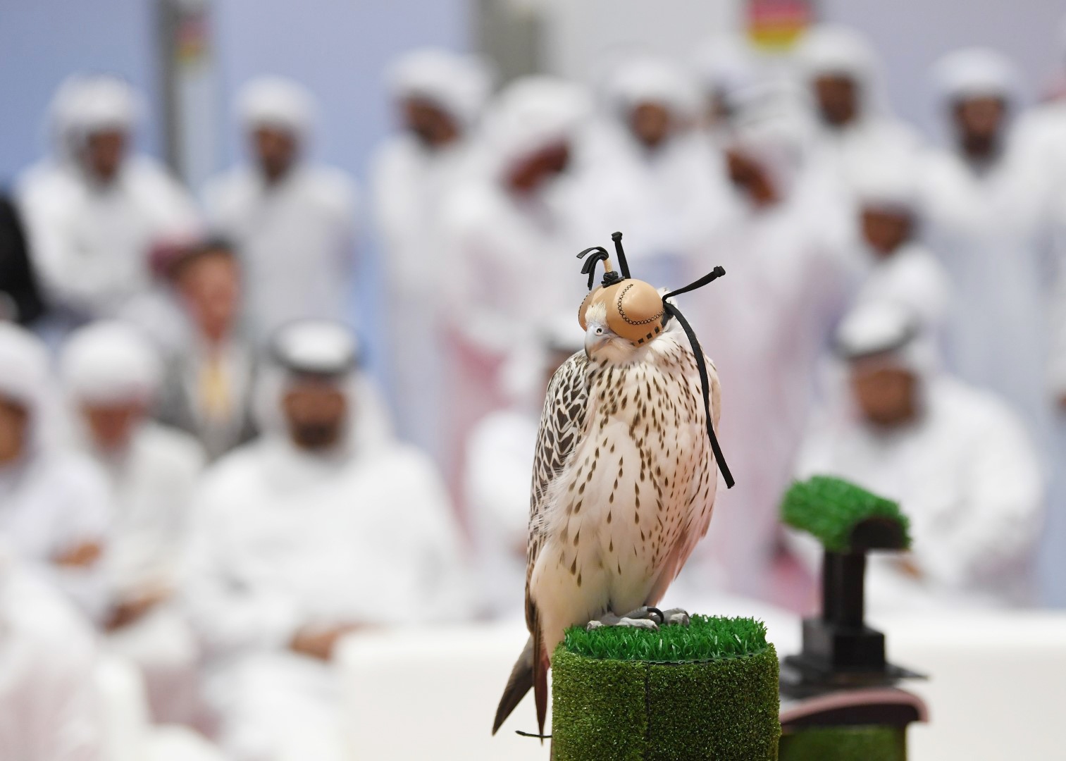 7  فئات في مزاد الصقور بالدورة الـ 19 لمعرض أبوظبي الدولي للصيد