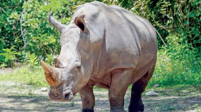 وحيد القرن الأبيض يعود إلى متنزه في موزمبيق