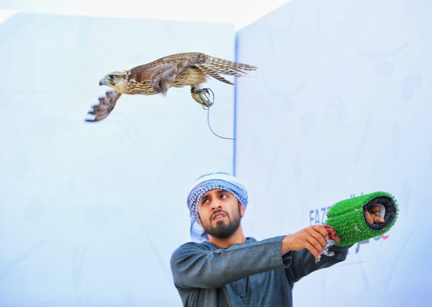 600 طير تشارك في منافسات “العامة مُلاك” ضمن بطولة فزاع للصيد بالصقور