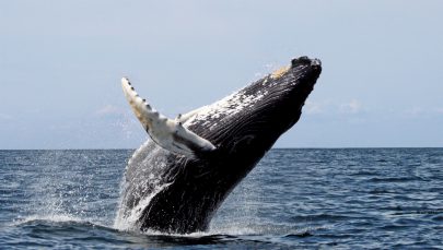 باحثون يرصدون جينات “عملقة” الحيتان