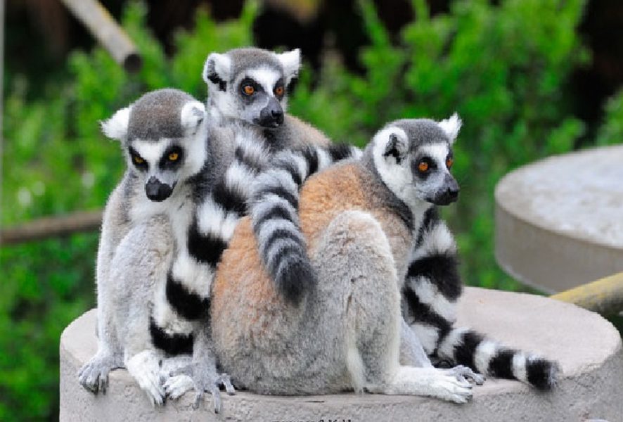 الانقراض يهدد التنوع البيولوجي في مدغشقر لملايين السنين