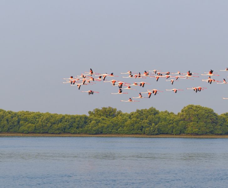 محميات الإمارات الطبيعية.. بوصلة عشاق السياحة البيئية حول العالم