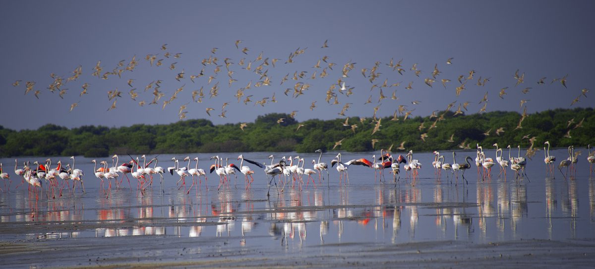 غابات الغاف والمانغروف .. ظل الأصالة وقصة الأجداد في تطويع الطبيعة