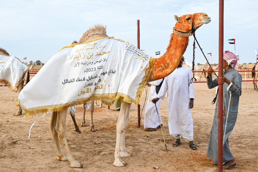 تتويج الفائزين بمزاينة الإبل ومسابقة المحالب في “مهرجان محمد بن زايد لسباقات الهجن”