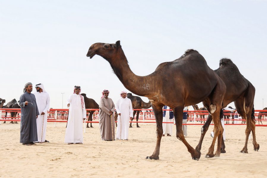 تحت رعاية رئيس الدولة.. فعاليات ومسابقات مهرجان الظفرة تنطلق الأحد المقبل