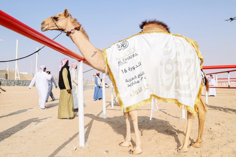 منافسات قوية في مزاينة الإبل بمهرجان الظفرة