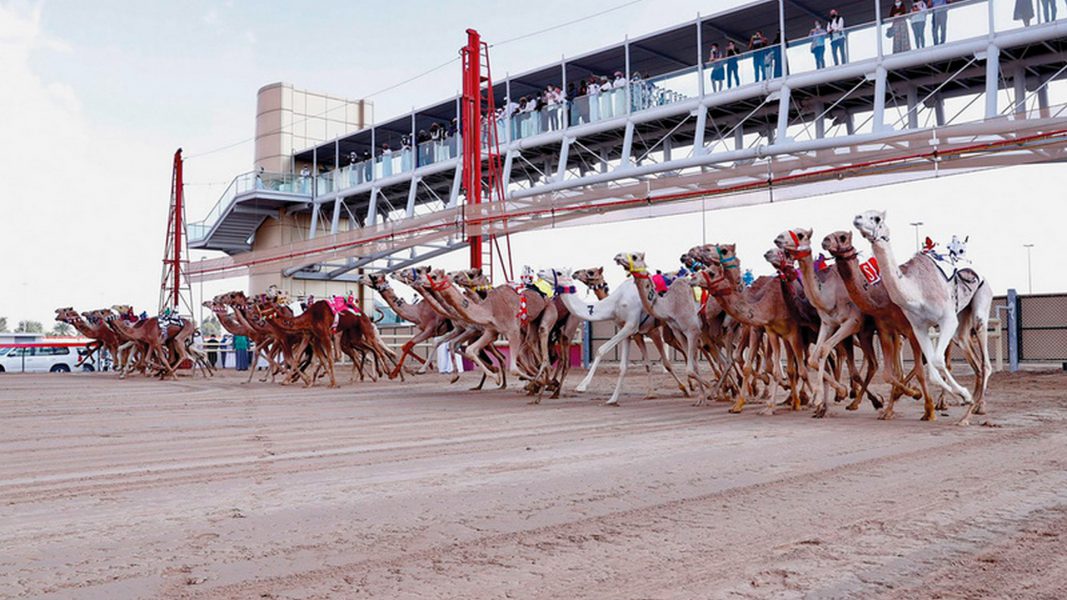 إنطلاق مهرجان سمو ولي عهد دبي للهجن اليوم في المرموم