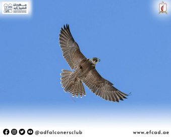 فتح باب التسجيل لـ”مهرجان الظفرة” للصيد بالصقور الخميس المقبل