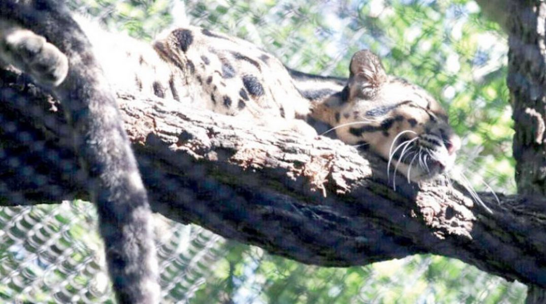 العثور على أنثى فهد بعد هروبها من حديقة حيوان أميركية