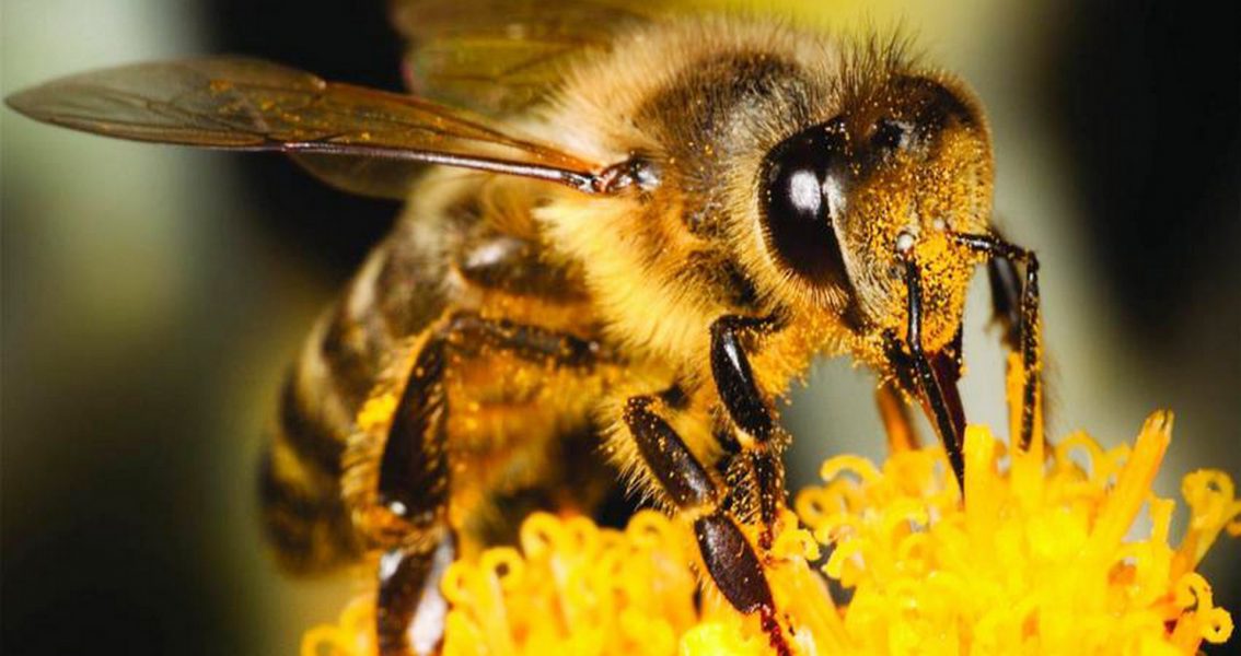 أميركا توافق على استخدام أول لقاح لنحل العسل