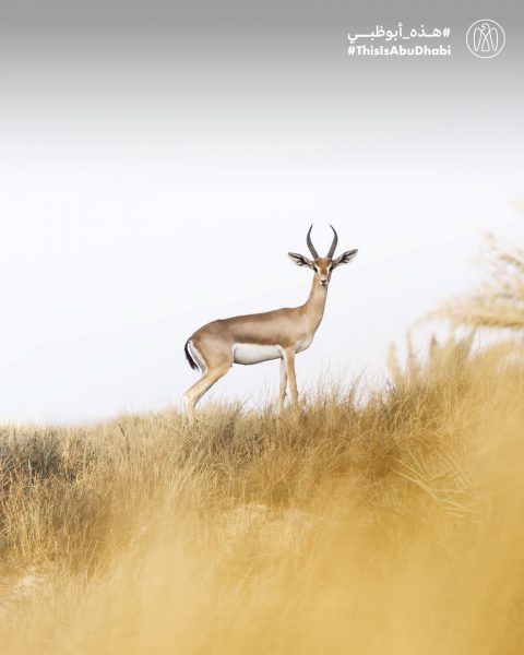 #هذه_أبوظبي.. غزال في جزيرة السعديات بعدسة حورية بنت عبد الحكيم المفلحي