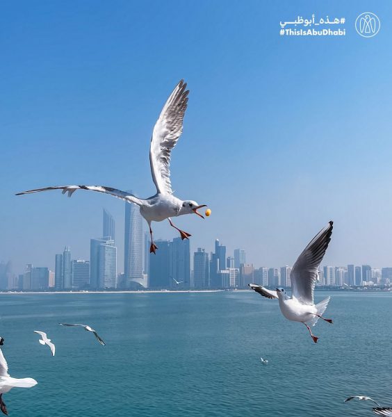 #هذه_أبوظبي بعدسة سبت بن عتيق الفلاحي: كورنيش أبوظبي