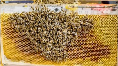 “روبوت” لحماية نحل العسل من “غيبوبة البرد”
