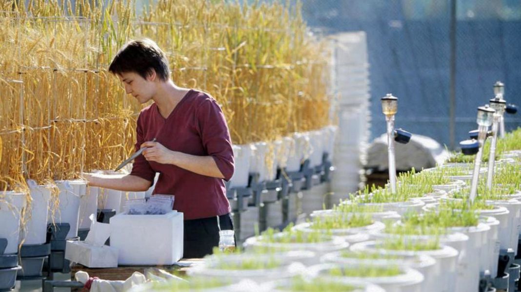 الصين تنجح في زيادة حصيلتها البحثية بفضل “خطة الألف موهبة”