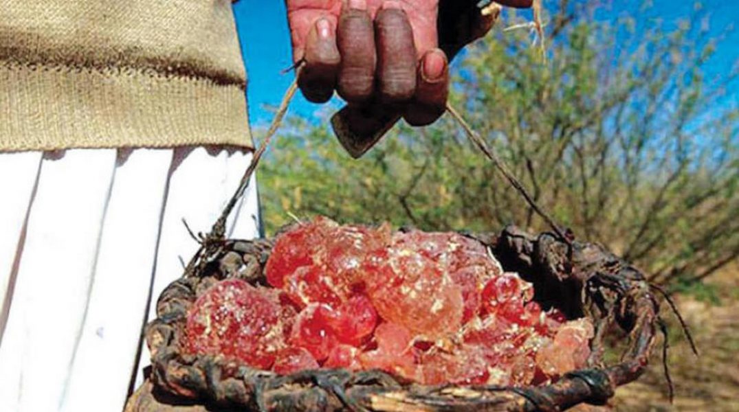 الصراع في السودان يهدد الصمغ العربي  السلعة المهمة للعالم أجمع