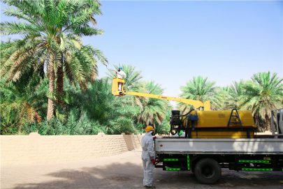 بلدية العين تنجز مكافحة آفة الدوباس لـ 25 ألف نخلة في واحات العين