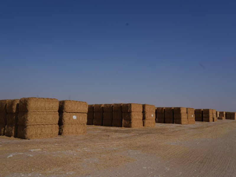 تخصيص 12 موقعاً لأسواق بيع الأعلاف في أبوظبي